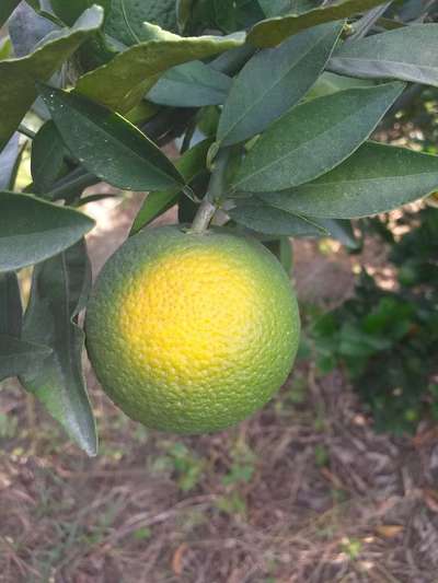 Powdery Mildew - Citrus