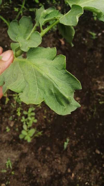 Saltahojas Verdes - Tomate