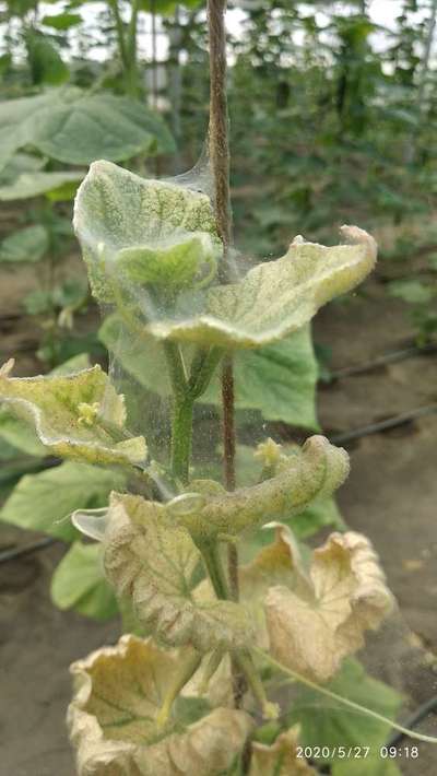 Spider Mites - Cucumber