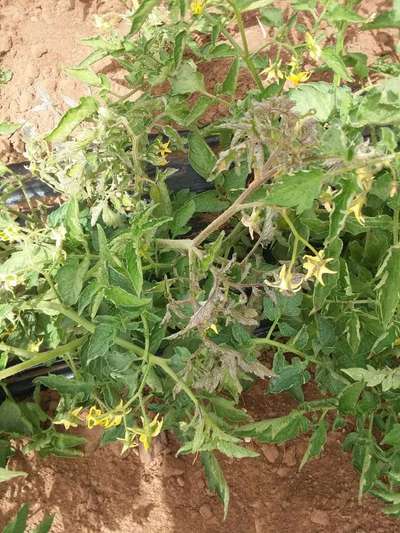 Phosphorus Deficiency - Tomato