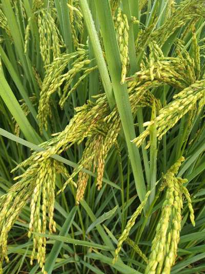 Bacterial Panicle Blight - Rice