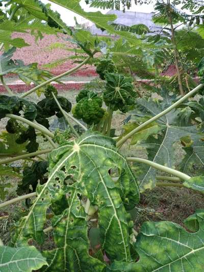 Papaya Leaf Curl Virus - Papaya