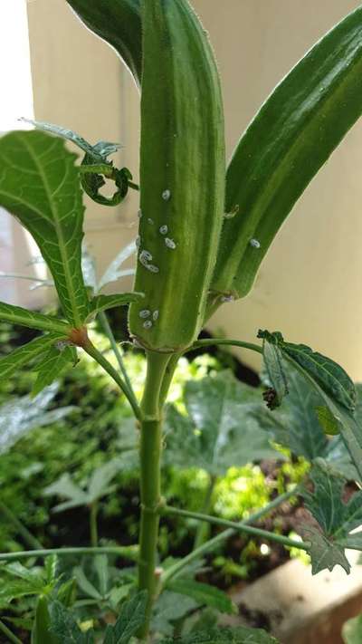 Mealybug - Okra