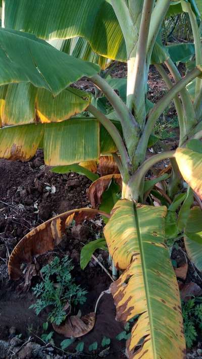 ಪನಾಮಾ ರೋಗ - ಬಾಳೆಹಣ್ಣು