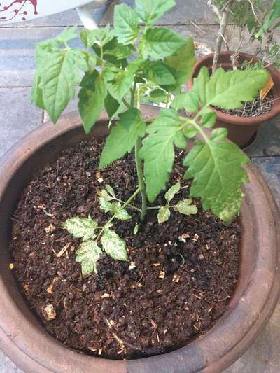 Spider Mites - Tomato