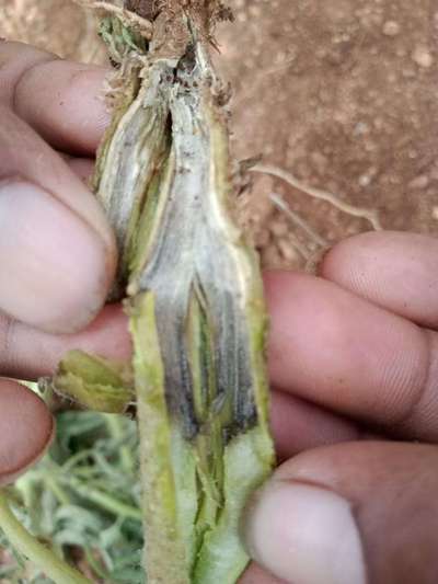 Stem Rot - Tomato