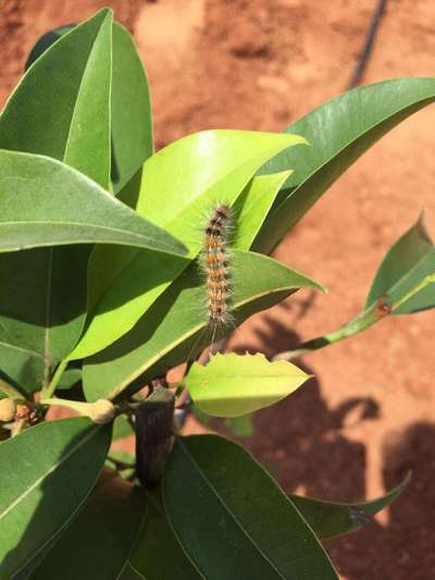 Red Hairy Caterpillar - Mango