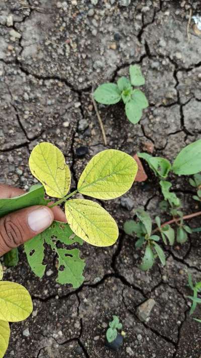 Iron Deficiency - Soybean