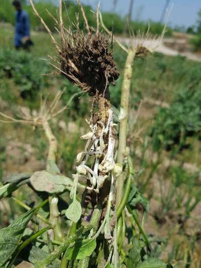 Stem Rot - Brinjal