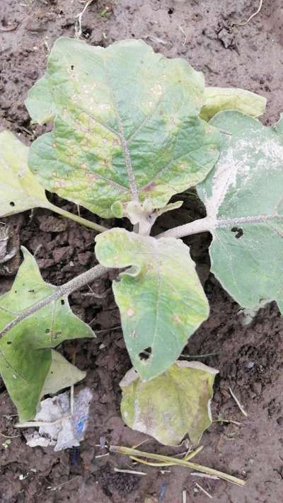 Cercospora Leaf Spot of Eggplant - Brinjal