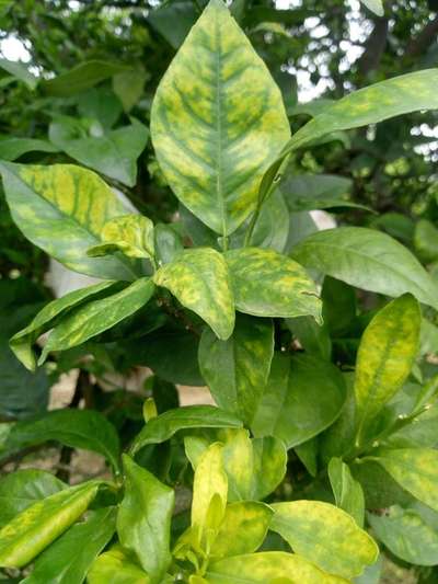 Zinc Deficiency - Citrus