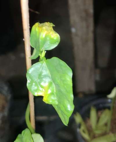 Boron Deficiency - Citrus