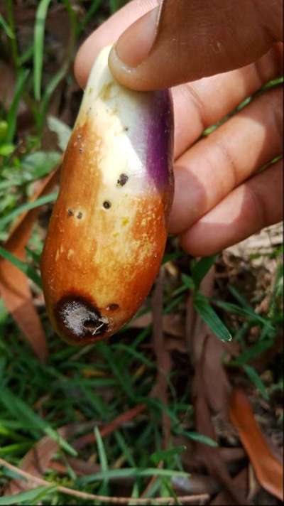 Phomopsis Blight - Brinjal