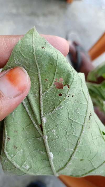 Whiteflies - Brinjal