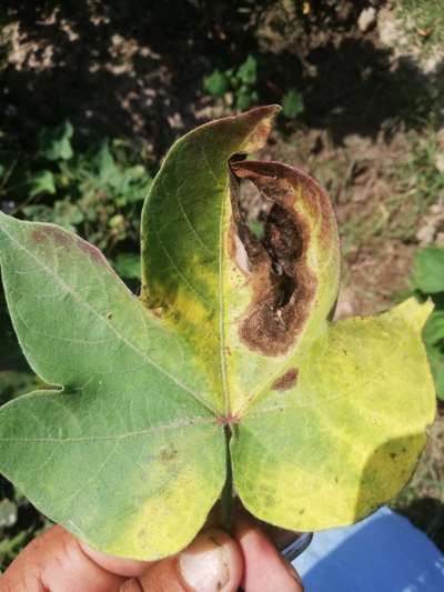 Herbicide Burn - Cotton