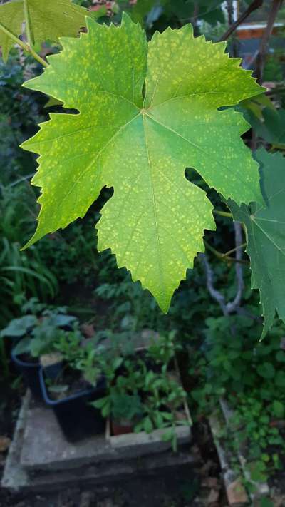 Downy Mildew of Grape - Grape