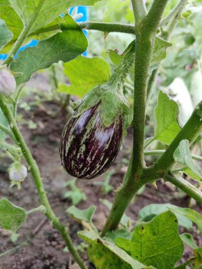 Eggplant Lace Bug - Brinjal