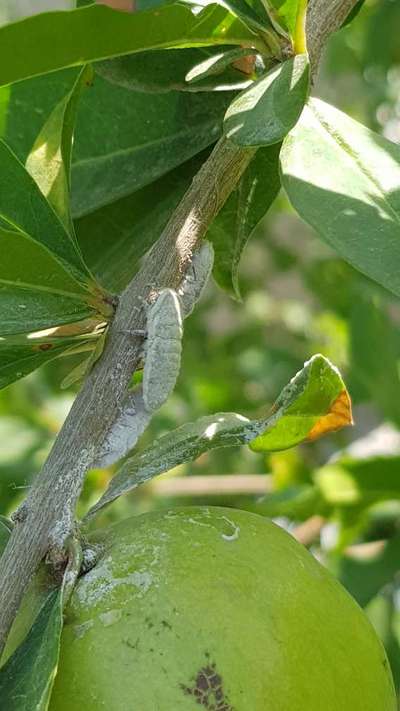 Mealybug - Pomegranate