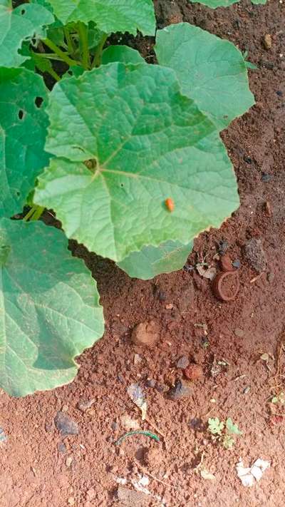 Red Pumpkin Beetle - Cucumber
