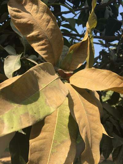 Sunburn in Pistachio - Mango