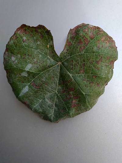 Angular Leaf Spot - Grape