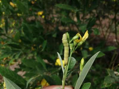 Helicoverpa Caterpillar - Pigeon Pea & Red Gram