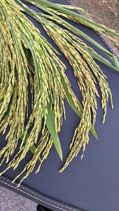 Bacterial Panicle Blight - Rice