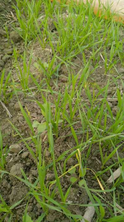 Nitrogen Deficiency - Wheat