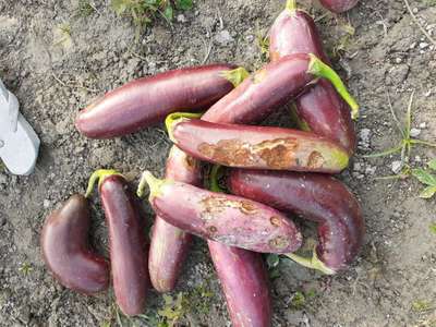 Anthracnose of Pepper - Brinjal