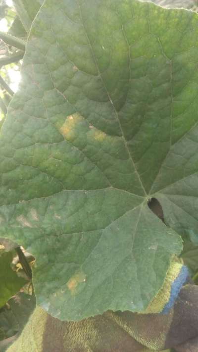 Downy Mildew of Cucurbits - الخيار