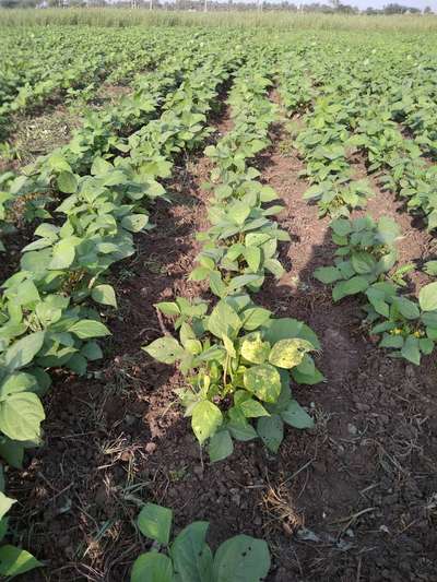 Mungbean Yellow Mosaic Virus - Black & Green Gram