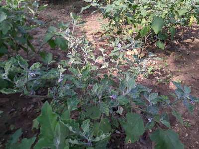 Tobacco Mosaic Virus - Brinjal