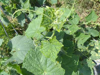 Downy Mildew of Cucurbits - Cucumber