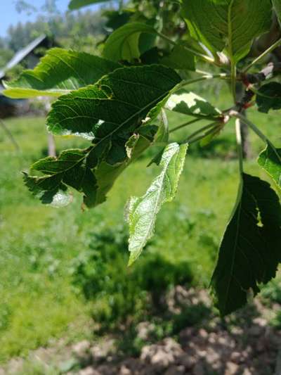 Tobacco Caterpillar - Apple