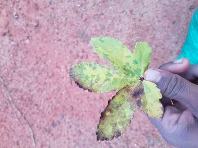 Bean Golden Mosaic Virus - Okra