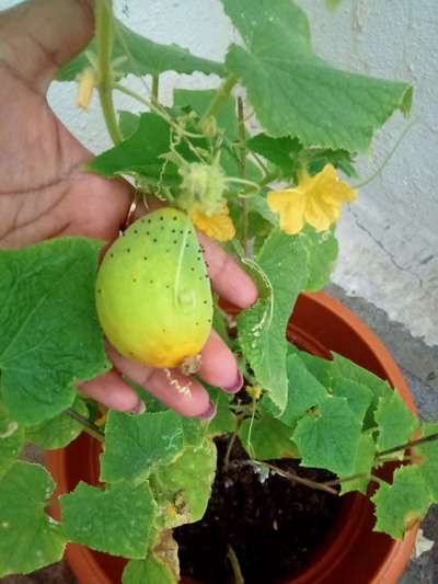 Blossom End Rot - Cucumber