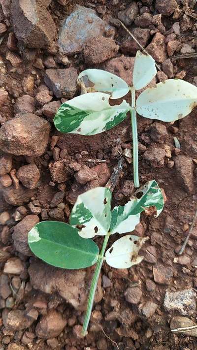 Leaf Variegation - Peanut