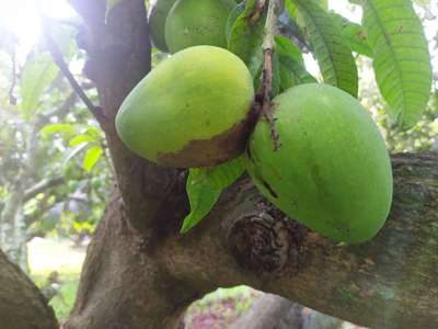 ಮಾವಿನ ಓಟೆ ಕೊರಕ - ಮಾವು