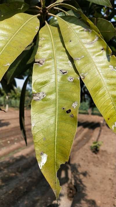 Algal Leaf Spot - Mango