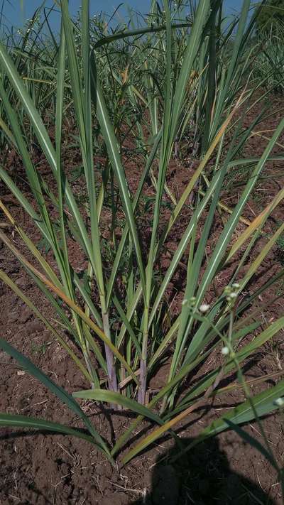 Nitrogen Deficiency - Sugarcane