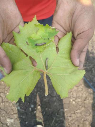 ಫಾಲ್ ಸೈನಿಕ ಹುಳು (ಫಾಲ್ ಆರ್ಮಿ ವರ್ಮ್) - ದ್ರಾಕ್ಷಿ