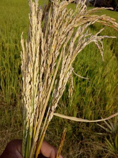 Asiatic Rice Borer - Rice