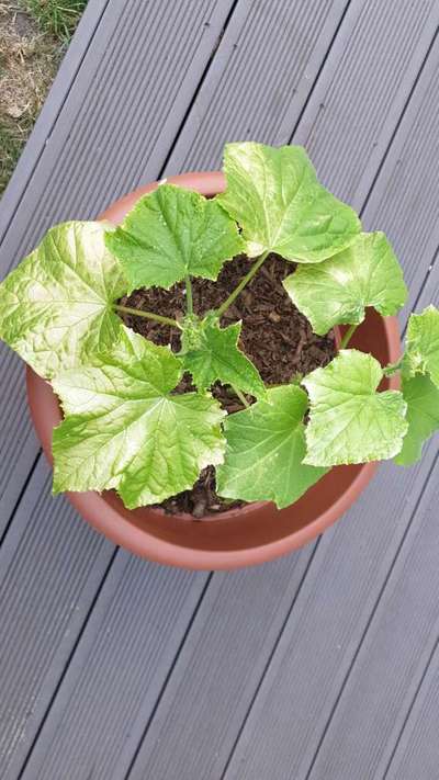 cucumber plant leaves