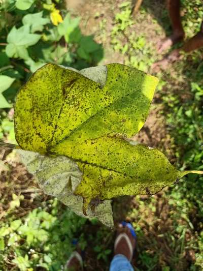 Nitrogen Deficiency - Cotton