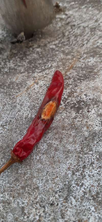 Bacterial Soft Rot of Pepper - Capsicum & Chilli