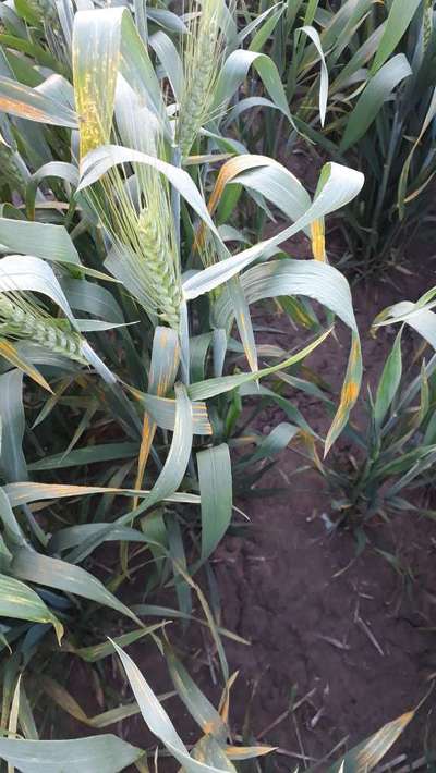 Yellow Stripe Rust - Wheat