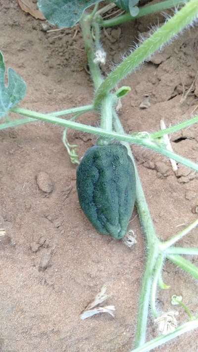 Boron Deficiency - Melon