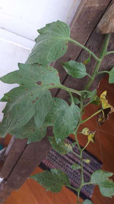 Mancha preta, Pinta preta ou Mancha de Alternária - Tomate