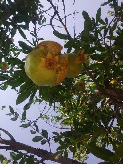 Fruit Cracking - Pomegranate