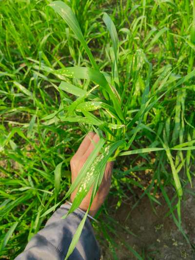 Snow Mold of Cereals - Wheat